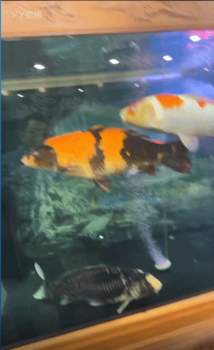 K哥秒榜，王小源跳鱼缸捞锦鲤！