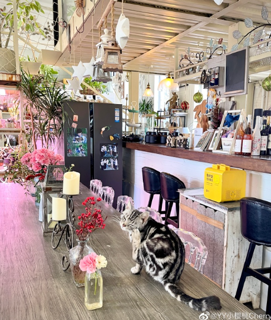 最后时光！樱桃休假晒惬意美照